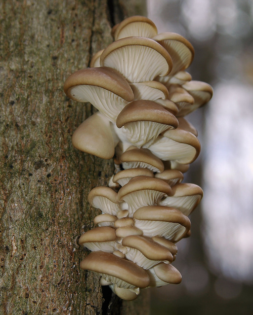 2010-10-28_Pleurotus_ostreatus_(Jacq.)_P._Kumm_116409.jpg image was created by user Hamilton (ham) at Mushroom Observer, a source for mycological images.You can contact this user here. +/−derivative work: Ak ccm, CC BY-SA 3.0 https://creativecommons.org/licenses/by-sa/3.0, via Wikimedia Commons