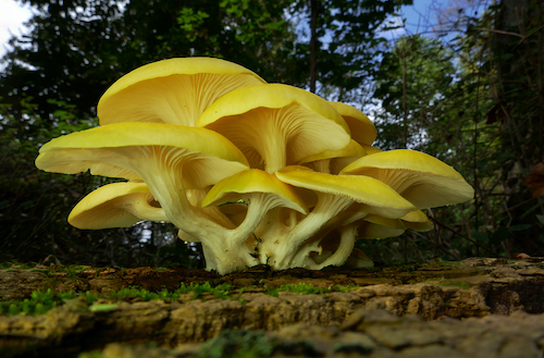 This image was created by user Kerry Givens (kgivens) at Mushroom Observer, a source for mycological images.You can contact this user here at https://commons.wikimedia.org/wiki/File.jpg CC BY-SA 3.0 https://creativecommons.org/licenses/by-sa/3.0, via Wikimedia Commons