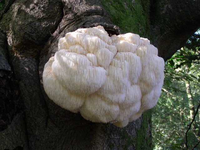 Jim Champion / Hericium erinaceum on an old tree in Shave Wood, New Forest