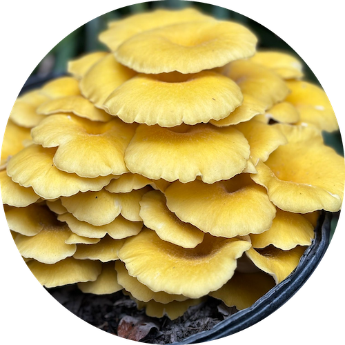 Golden Oyster